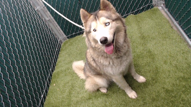 Tacunache, a Siberian Husky, available for adoption