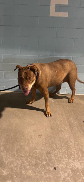 Lucy, a Pit Bull Terrier, available for adoption