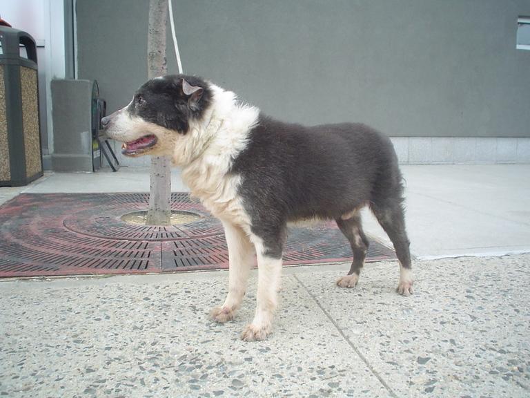 Other Photos of thie Dog