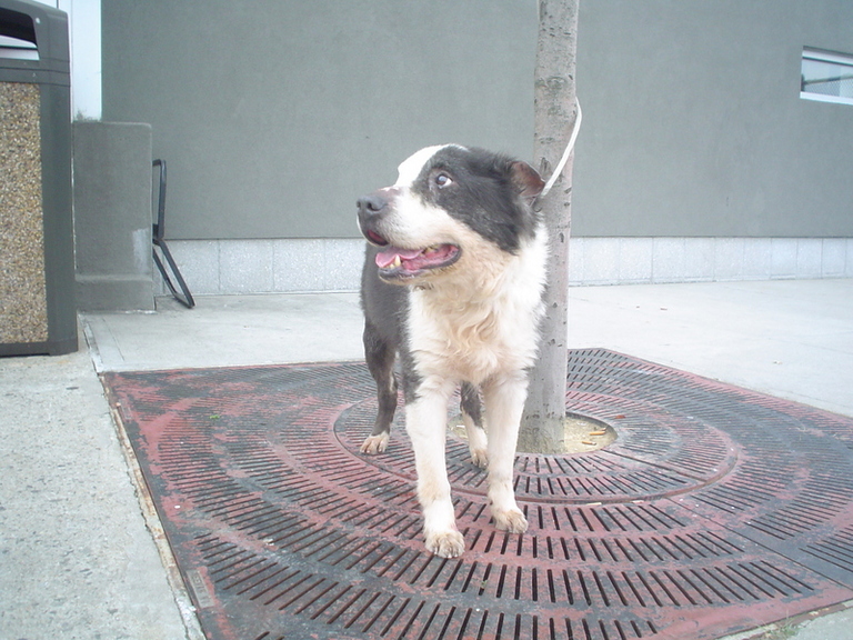 Other Photos of thie Dog
