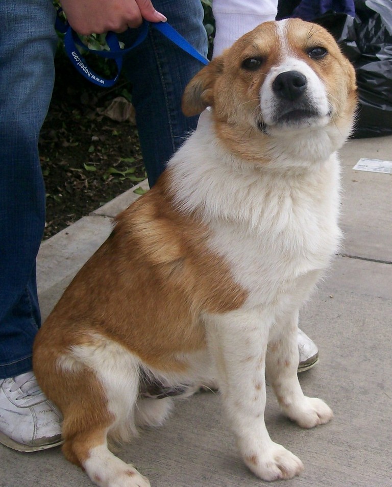 Other Photos of thie Dog