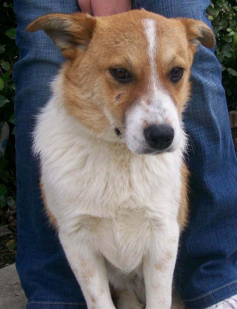 Other Photos of thie Dog