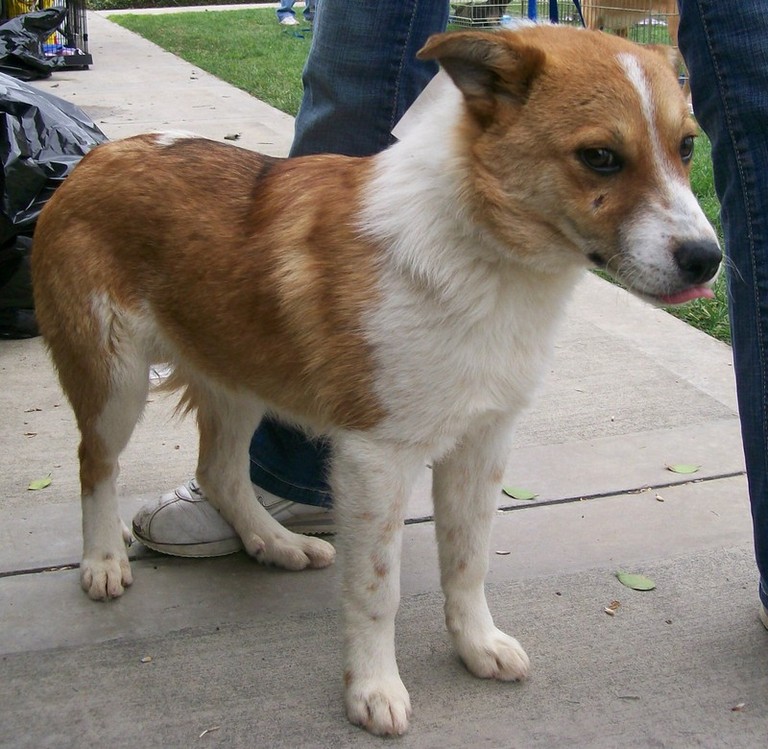 Other Photos of thie Dog