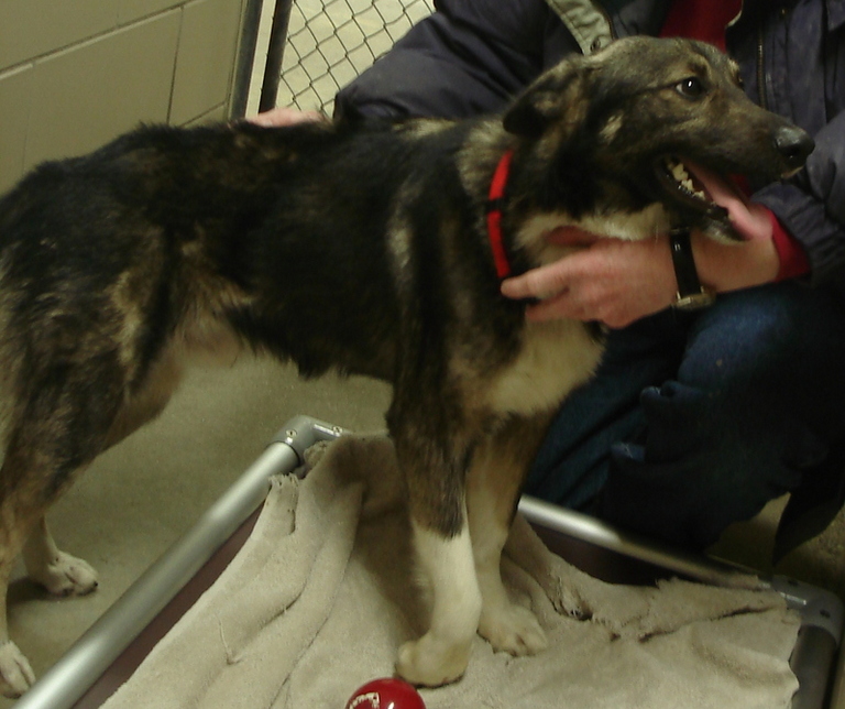 Other Photos of thie Dog