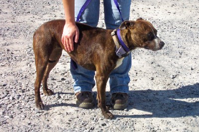 Other Photos of thie Dog