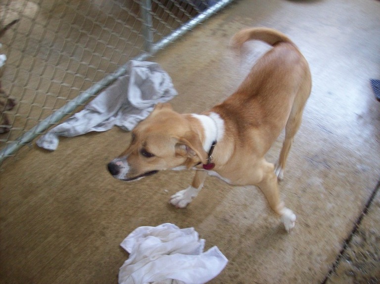 Other Photos of thie Dog