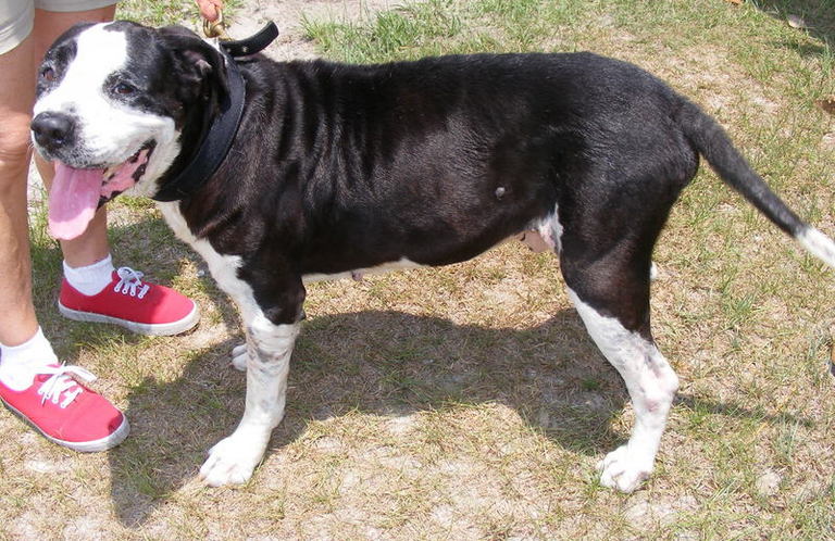 Other Photos of thie Dog