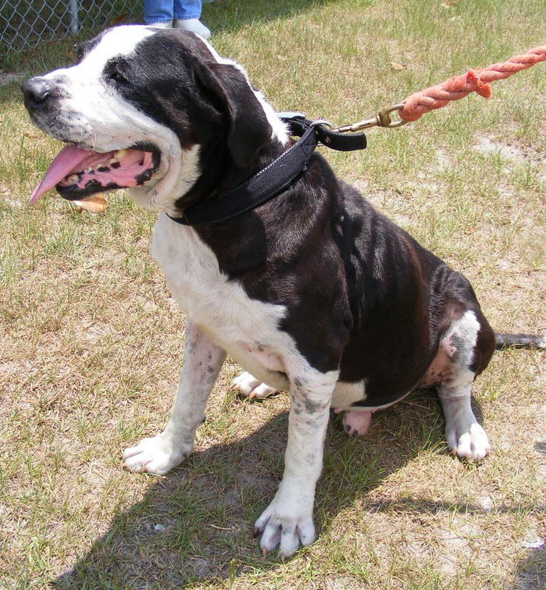 Other Photos of thie Dog
