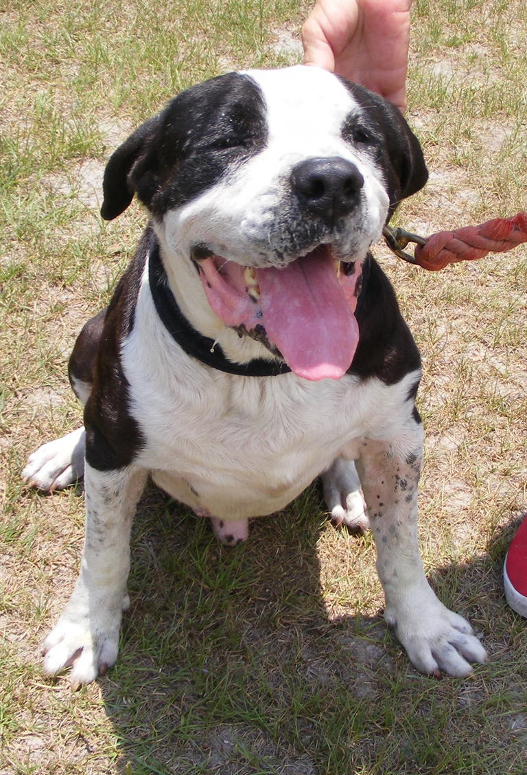 Other Photos of thie Dog