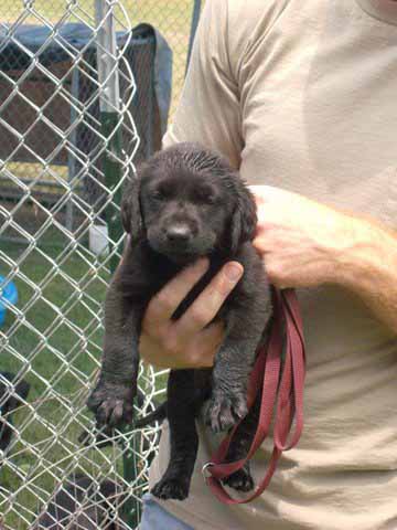 Other Photos of thie Dog