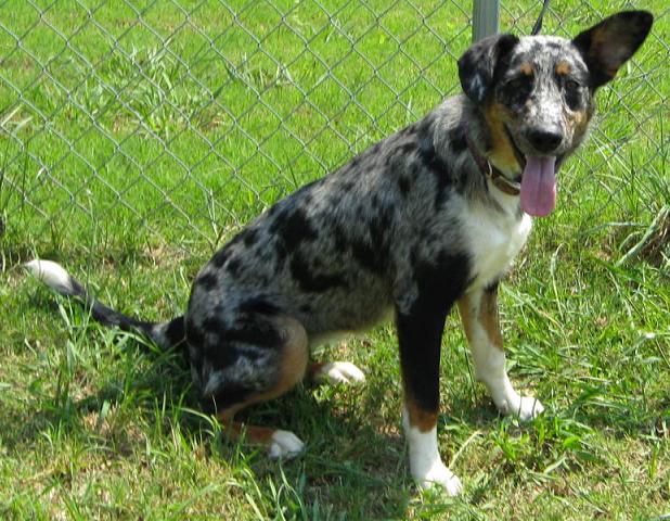 Other Photos of thie Dog