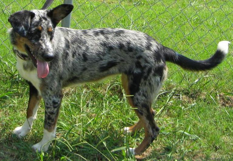 Other Photos of thie Dog