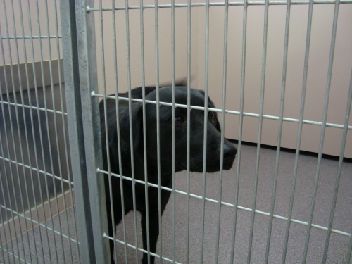 Other Photos of thie Dog