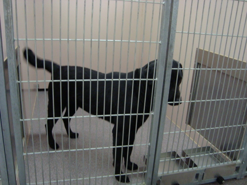 Other Photos of thie Dog