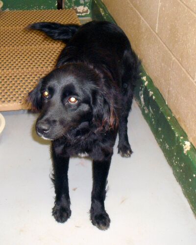 Other Photos of thie Dog
