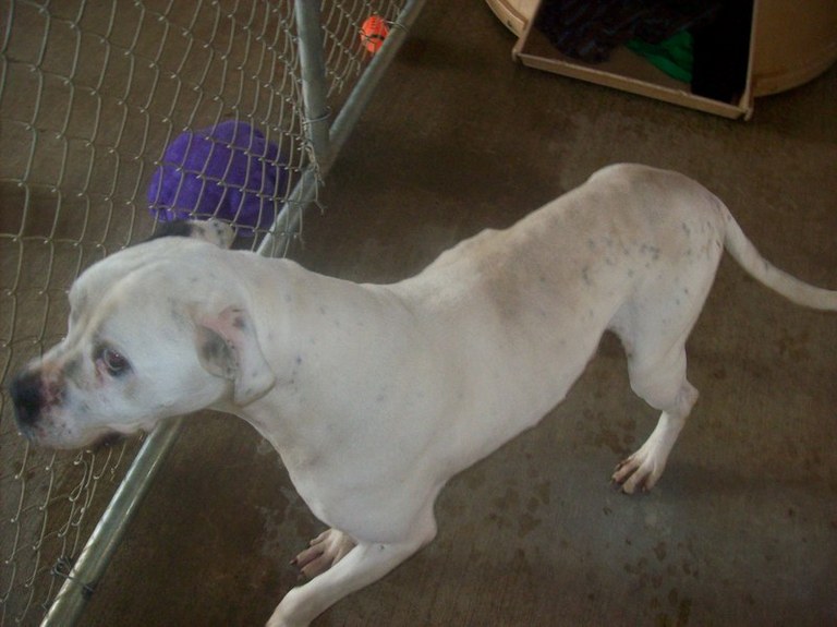 Other Photos of thie Dog
