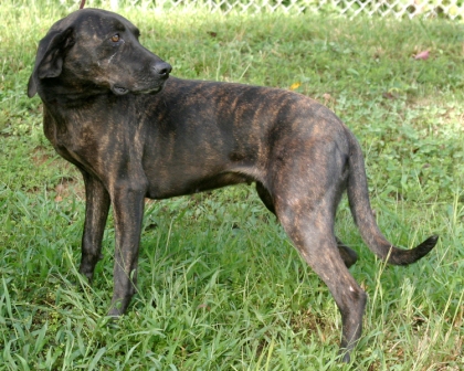 Other Photos of thie Dog