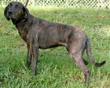 Other Photos of thie Dog