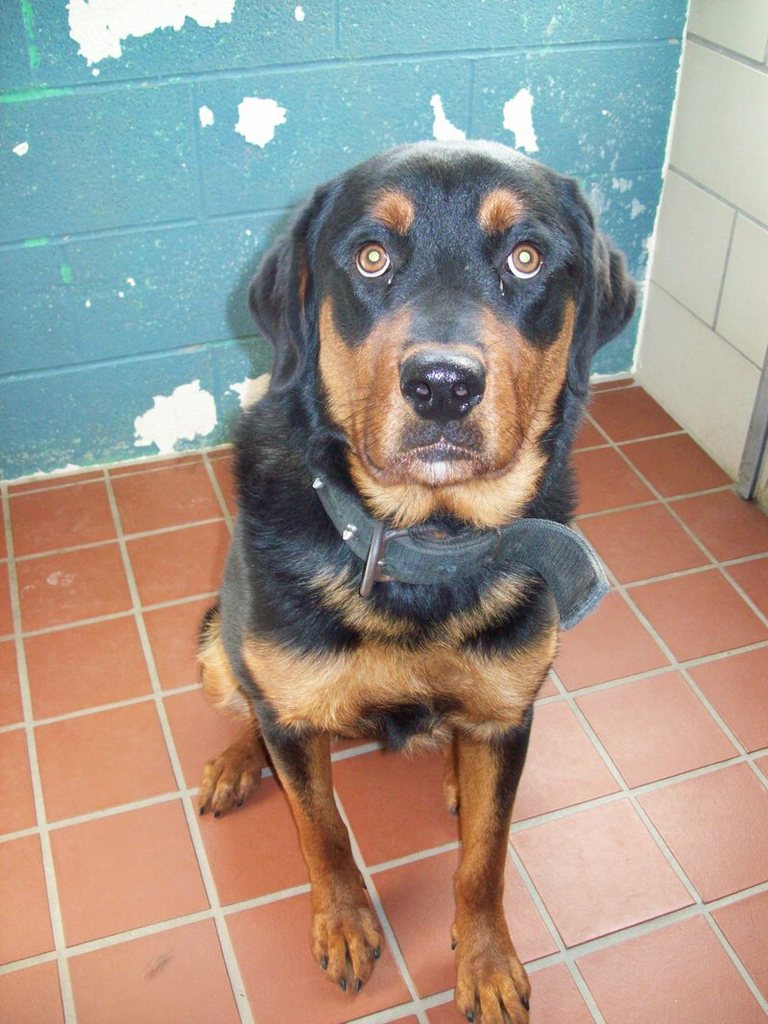 Other Photos of thie Dog