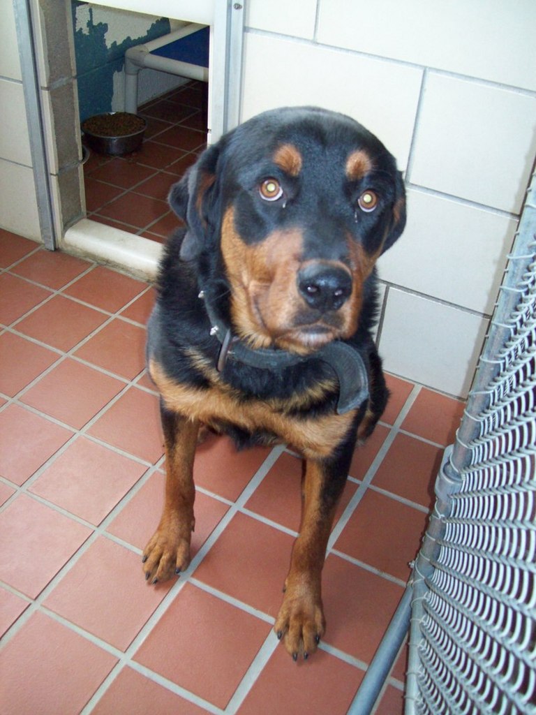 Other Photos of thie Dog