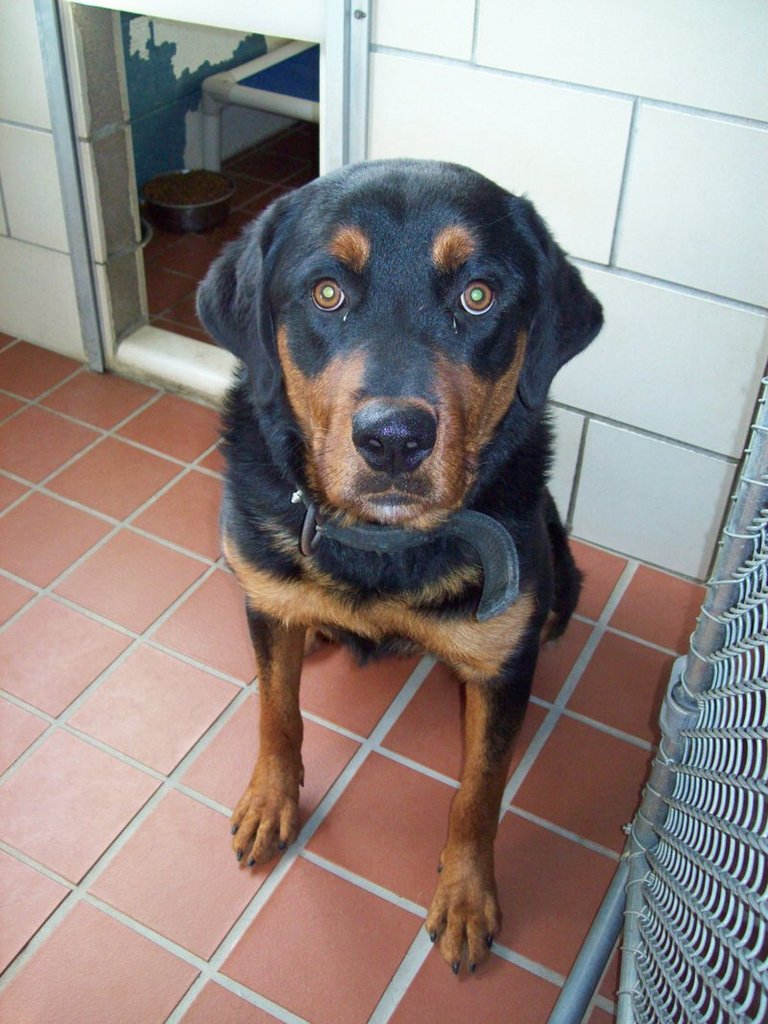 Other Photos of thie Dog