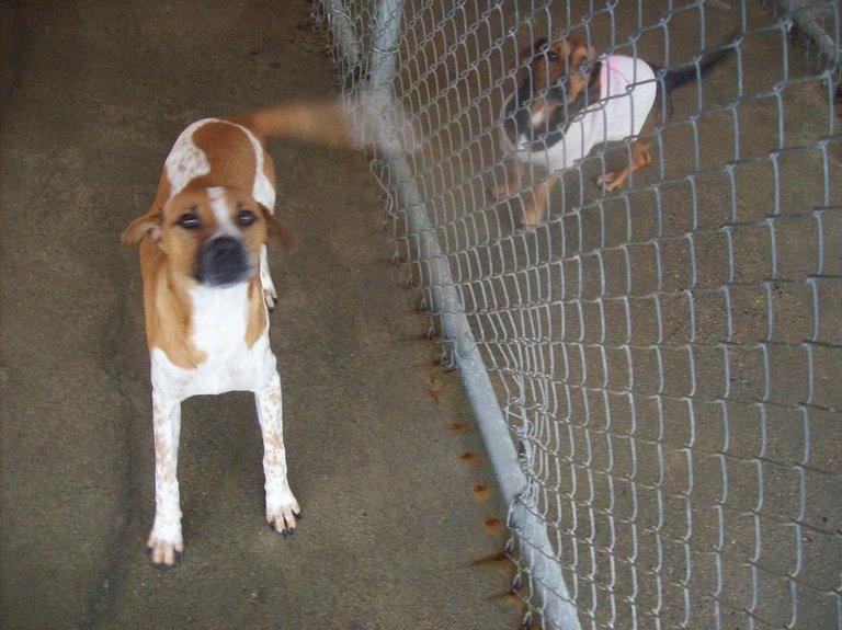 Other Photos of thie Dog