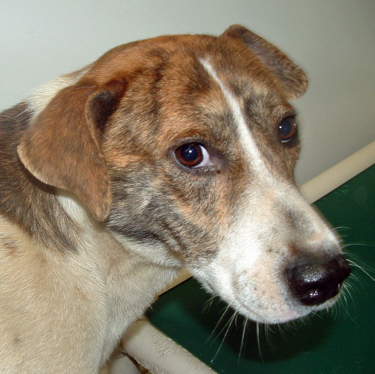 Other Photos of thie Dog