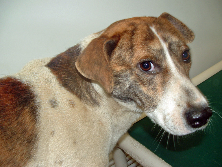 Other Photos of thie Dog