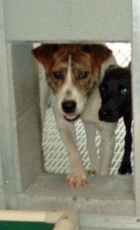 Other Photos of thie Dog
