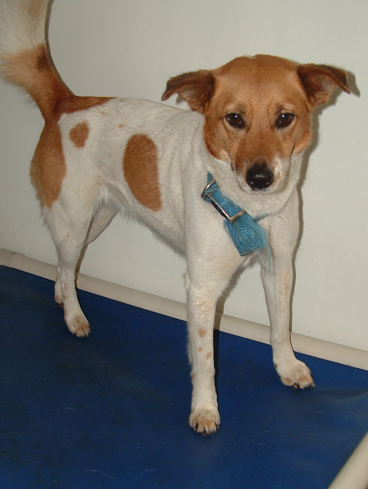 Other Photos of thie Dog