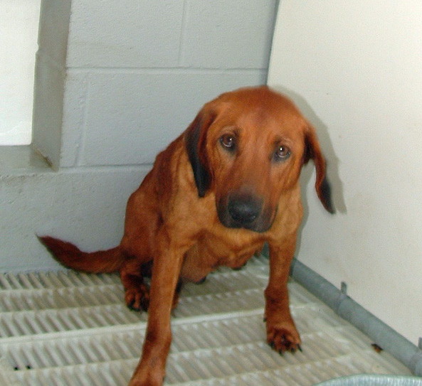 Other Photos of thie Dog