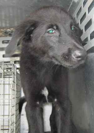 Other Photos of thie Dog