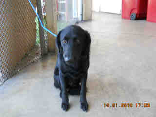 Main Photo of this Dog