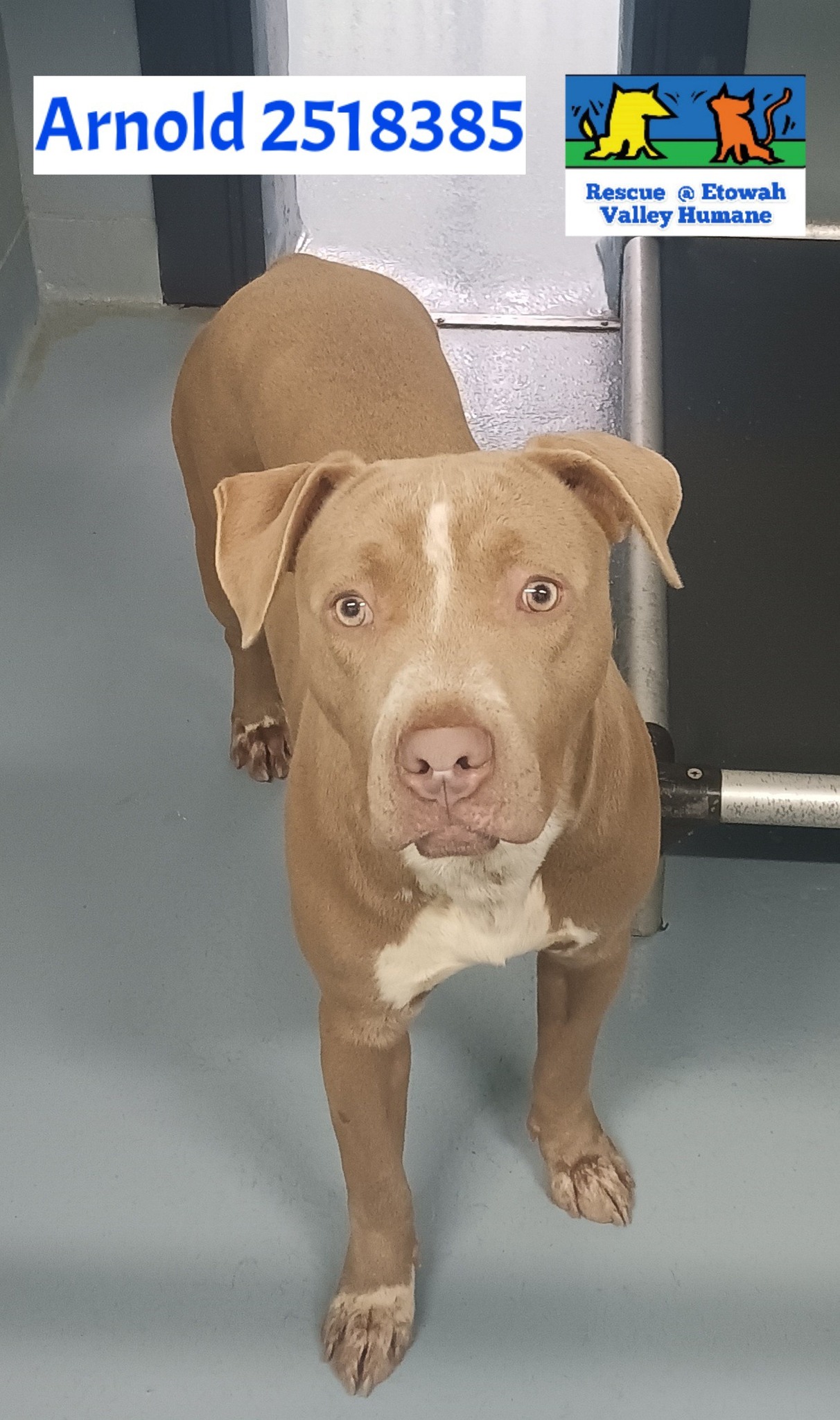Main Photo of this Dog