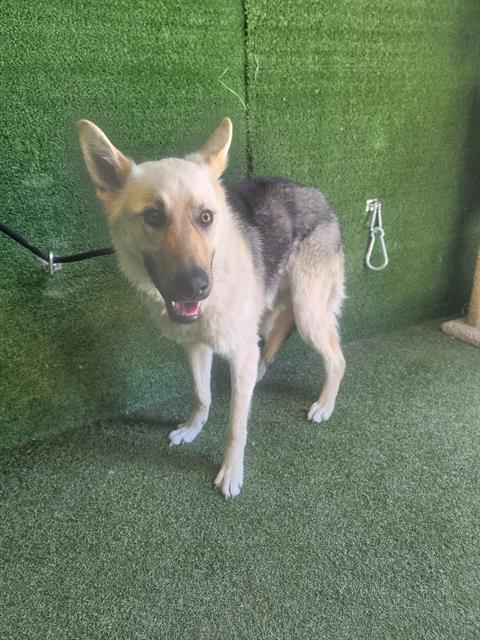 Main Photo of this Dog
