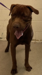 Other Photos of thie Dog