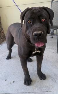 Other Photos of thie Dog