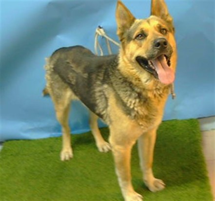 Other Photos of thie Dog