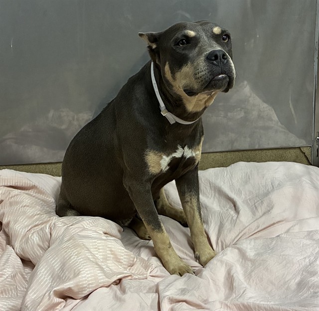 Moth, a Pit Bull Terrier, available for adoption