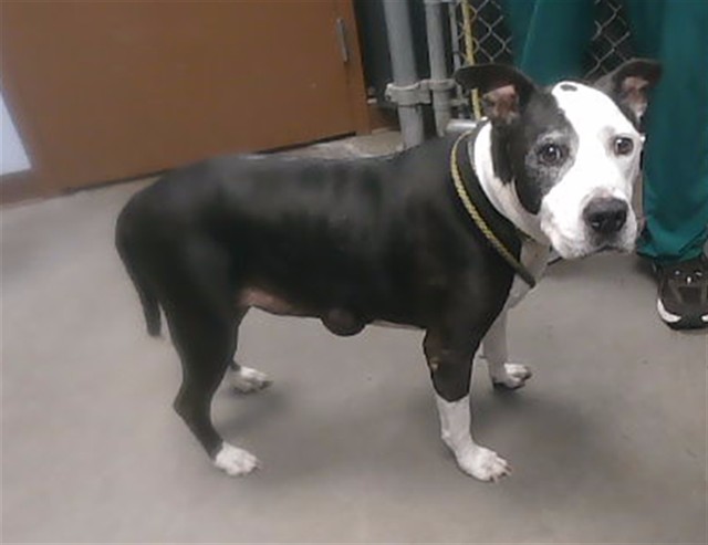 Oreo, a Pit Bull Terrier, available for adoption