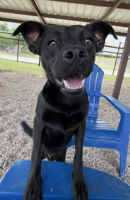 Nino, a Retriever, available for adoption