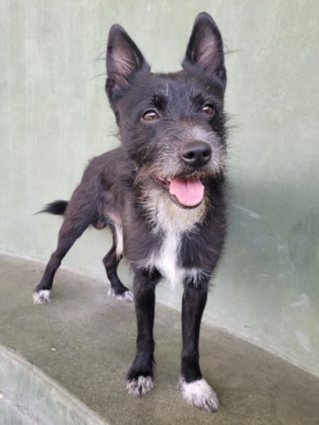 Wolfie, a Tibetan Terrier, available for adoption