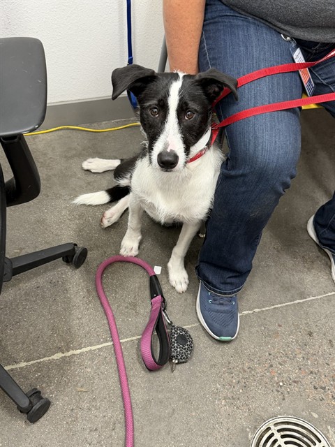 Karen, a Australian Cattle Dog/Blue Heeler, available for adoption