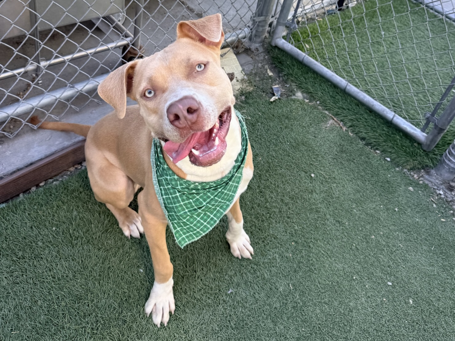 Nico, a Pit Bull Terrier, available for adoption
