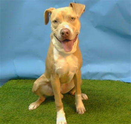 Nico, a Pit Bull Terrier, available for adoption