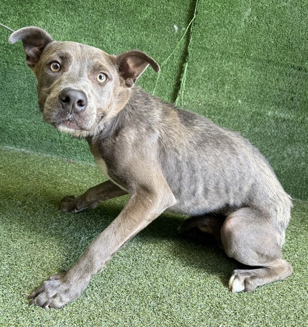 Irma, a Pit Bull Terrier, available for adoption