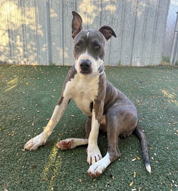 Adoptable pet photo