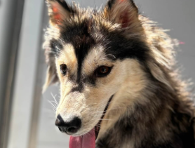 Monet, a Siberian Husky, available for adoption