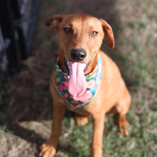 Queeny, a Rhodesian Ridgeback (mix breed), available for adoption