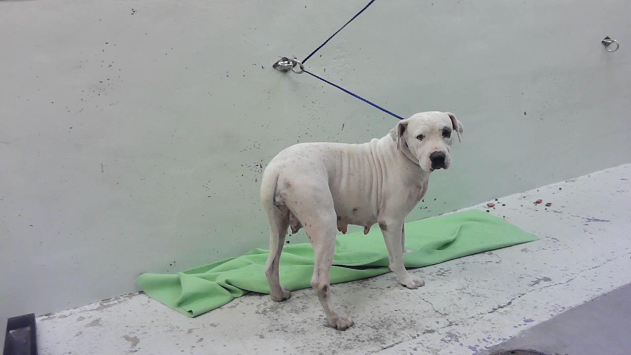 Janis, a Staffordshire Bull Terrier (mix breed), available for adoption